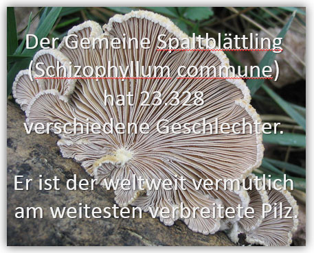 Bild "Leseecke/Theorie:spaltblaettling.jpg"